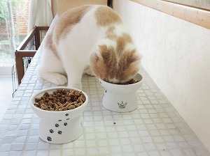 raised cat food bowls