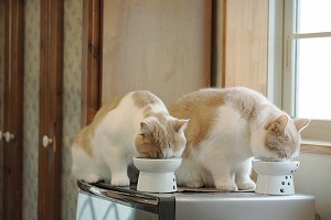 Necoichi - Raised Cat Food Bowl Large (Limited Edition Sakura 2022) -  Katzenworld Shop