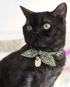 gray cat collar