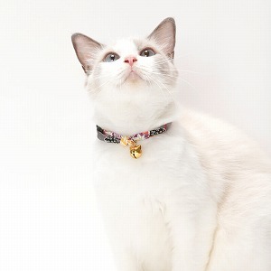 white cat collar