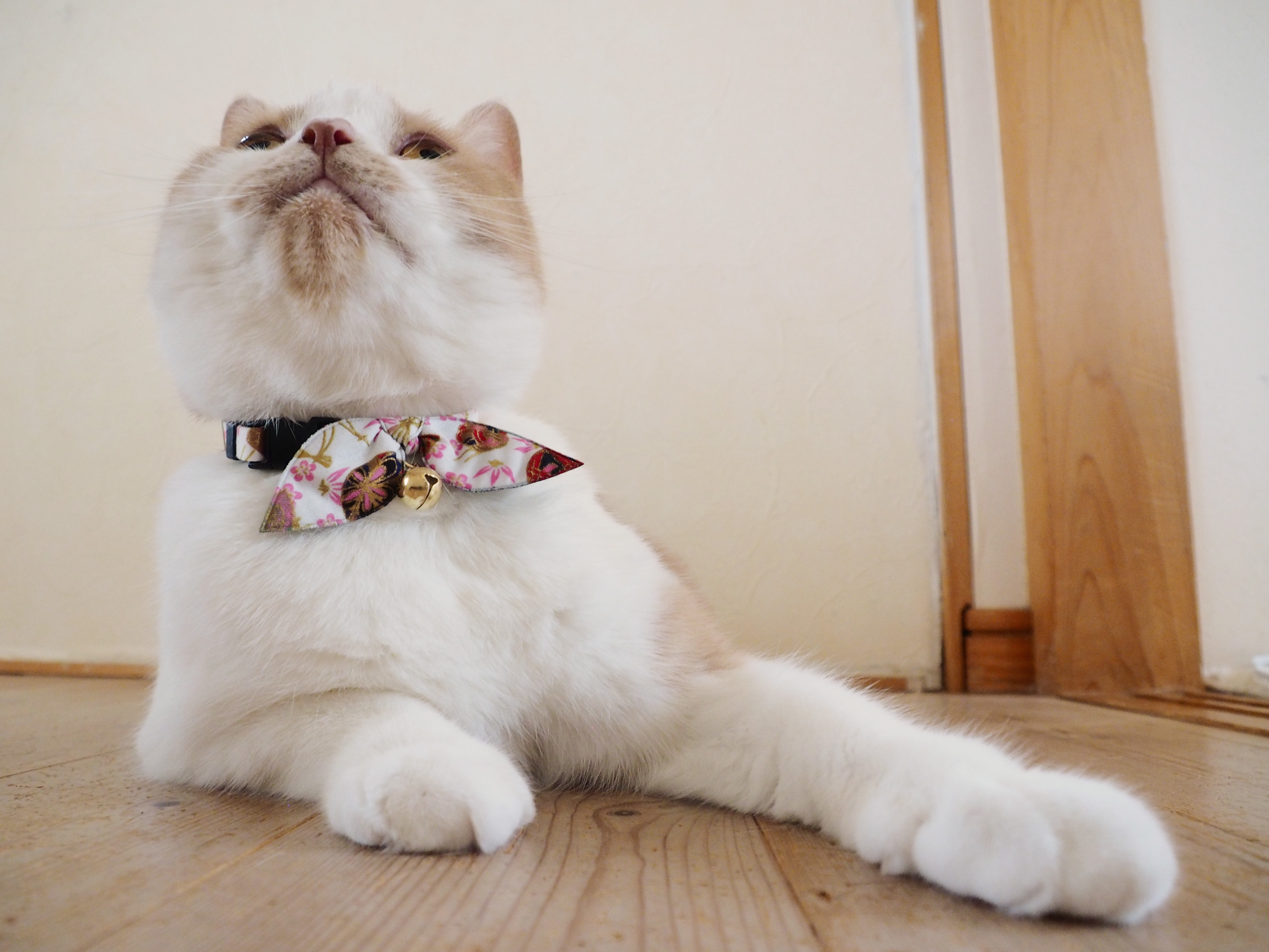 Necoichi Chirimen Kimono Bow Tie Cat Collar (Black)