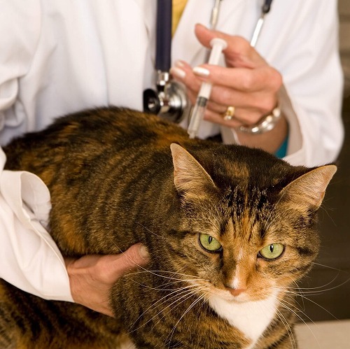 Kitty Care: Helpful Tips for Health & Happiness