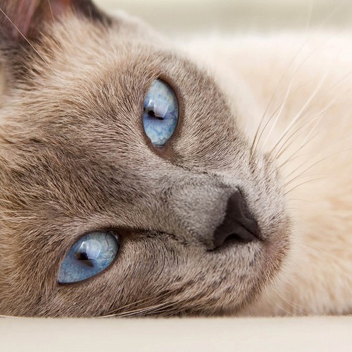 Characteristics of Common Breeds of Domestic Cats
