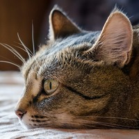 Caring for a Cat with a Chronic Illness