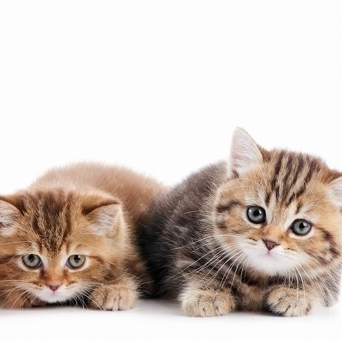 A Comprehensive Guide to Buying Your First Kitten