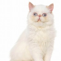 Cat STATS: The Persian