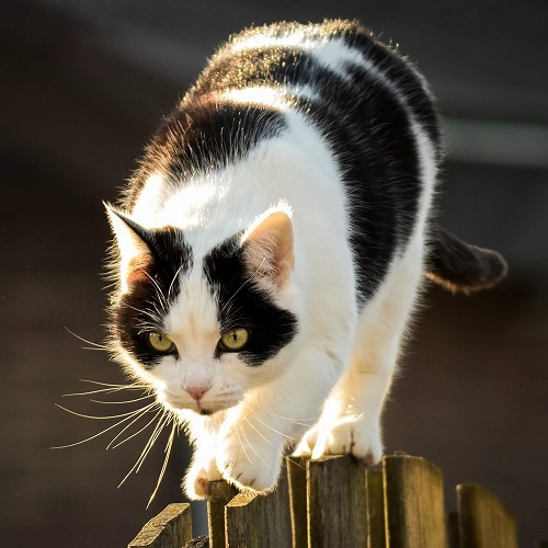 Myth: “Cats always land on their feet”, uncovered