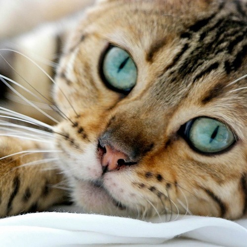 Cat STATS: The Bengal