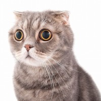 Cat STATS: Scottish Fold