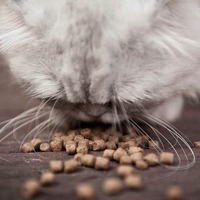 Kitty Nutrition and Diet