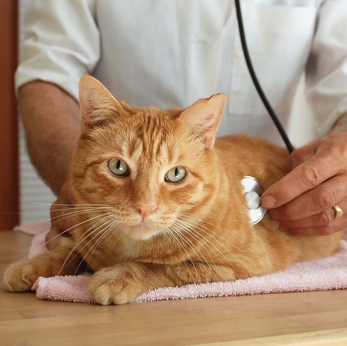 Basic Veterinary Care Terms for Cats Explained