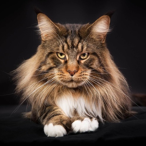 The Marvelous Maine Coon