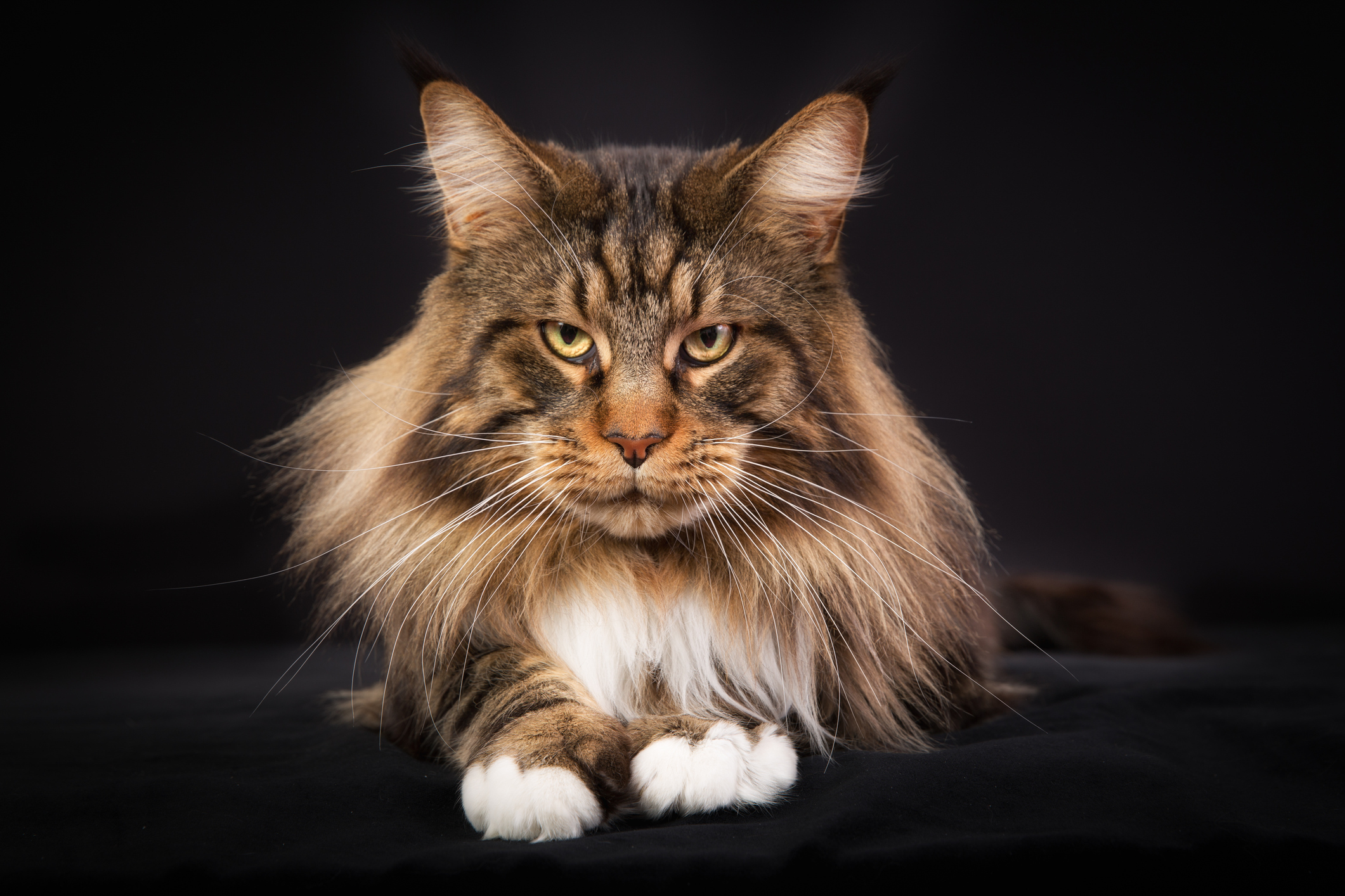 The Marvelous Maine Coon