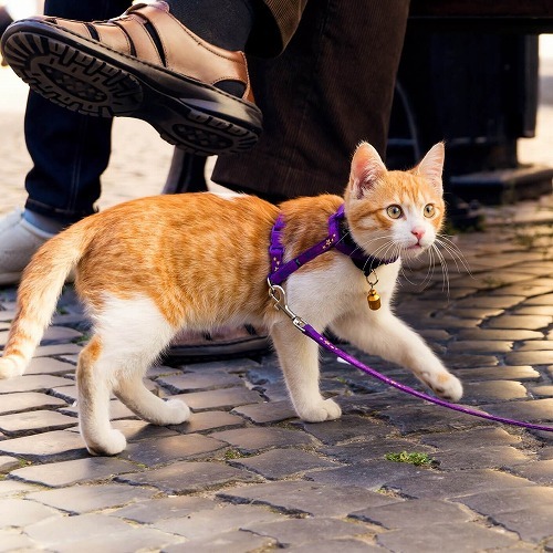 Trending: Get Your Cat Outside