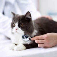When to go to the Vet?