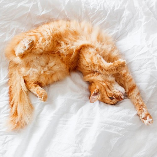 How Much Do Cats Sleep?