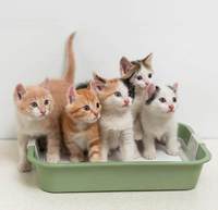 Breaking Bad Habits: Litter Box