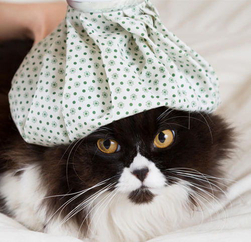 Spotlight on Feline Diseases: Cat Flu