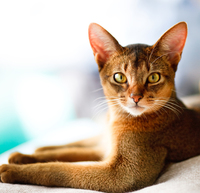 Cat STATS: the Abyssinian