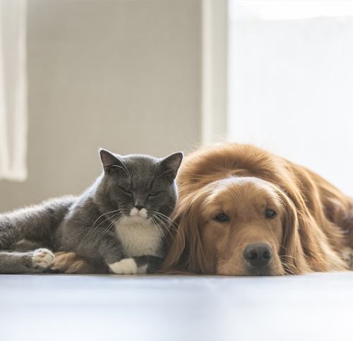 The Coexistence of Cats and Dogs