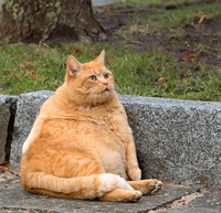 FELINE OBESITY – A Growing Problem