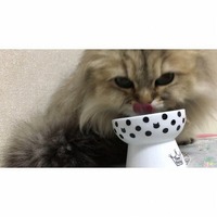 licking the bowl