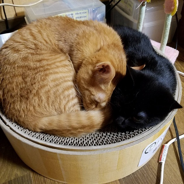 How many cats  cat fit in there?