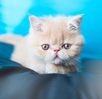 CAT STATS: EXOTIC SHORTHAIR