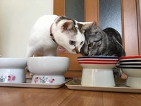 Eating together happily 