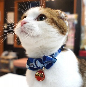 Necoichi Daruma Charm Bow Tie Cat Collar 