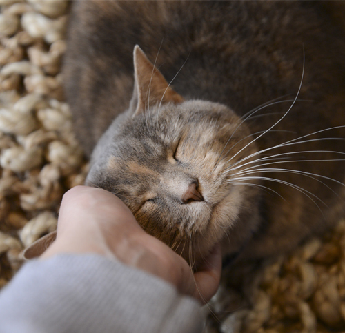 ARE CAT CAFES TAKING OVER THE WORLD?