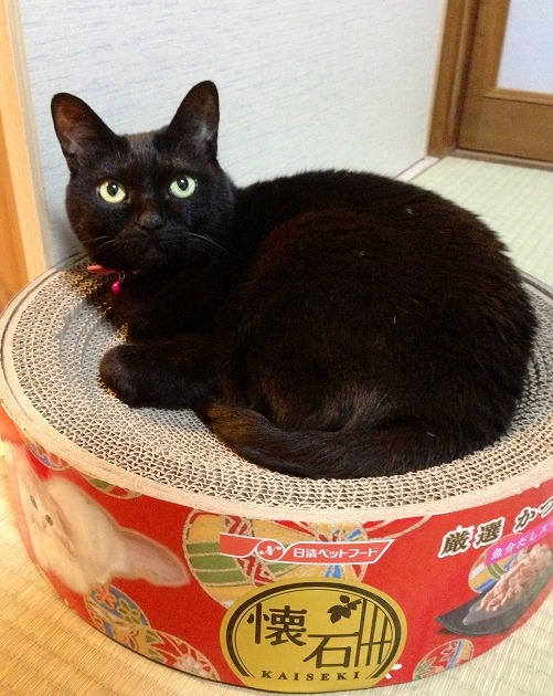 liking the scratcher bed 