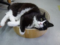 Laying on the scratcher bed 