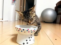Meow~~so easy to eat!! 