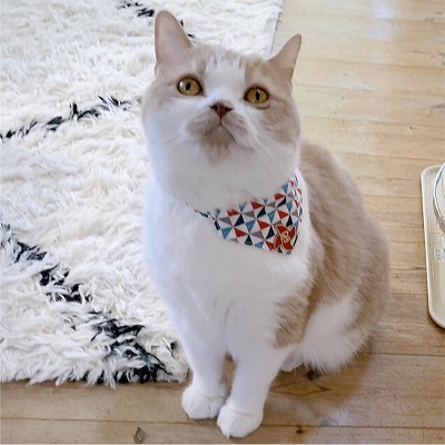 Ninja Cat Bandana Collar (Blue)