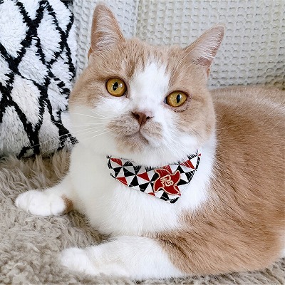 Necoichi Chirimen Kimono Bow Tie Cat Collar (Black)