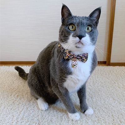 Lucky Cat Charm Bow Tie Cat Collar (Black)