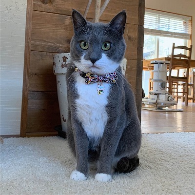 Lucky Cat Charm Bow Tie Cat Collar (Black)