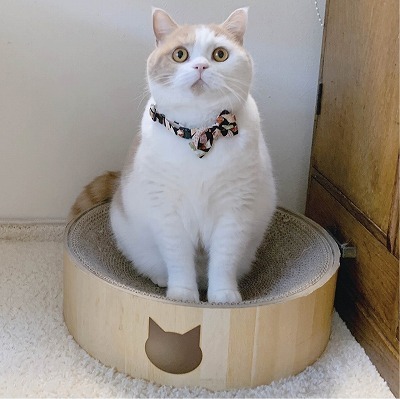 Chirimen Kimono Bow Tie Cat Collar (Black)