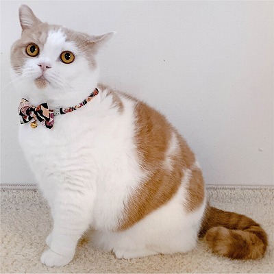 Chirimen Kimono Bow Tie Cat Collar (Black)