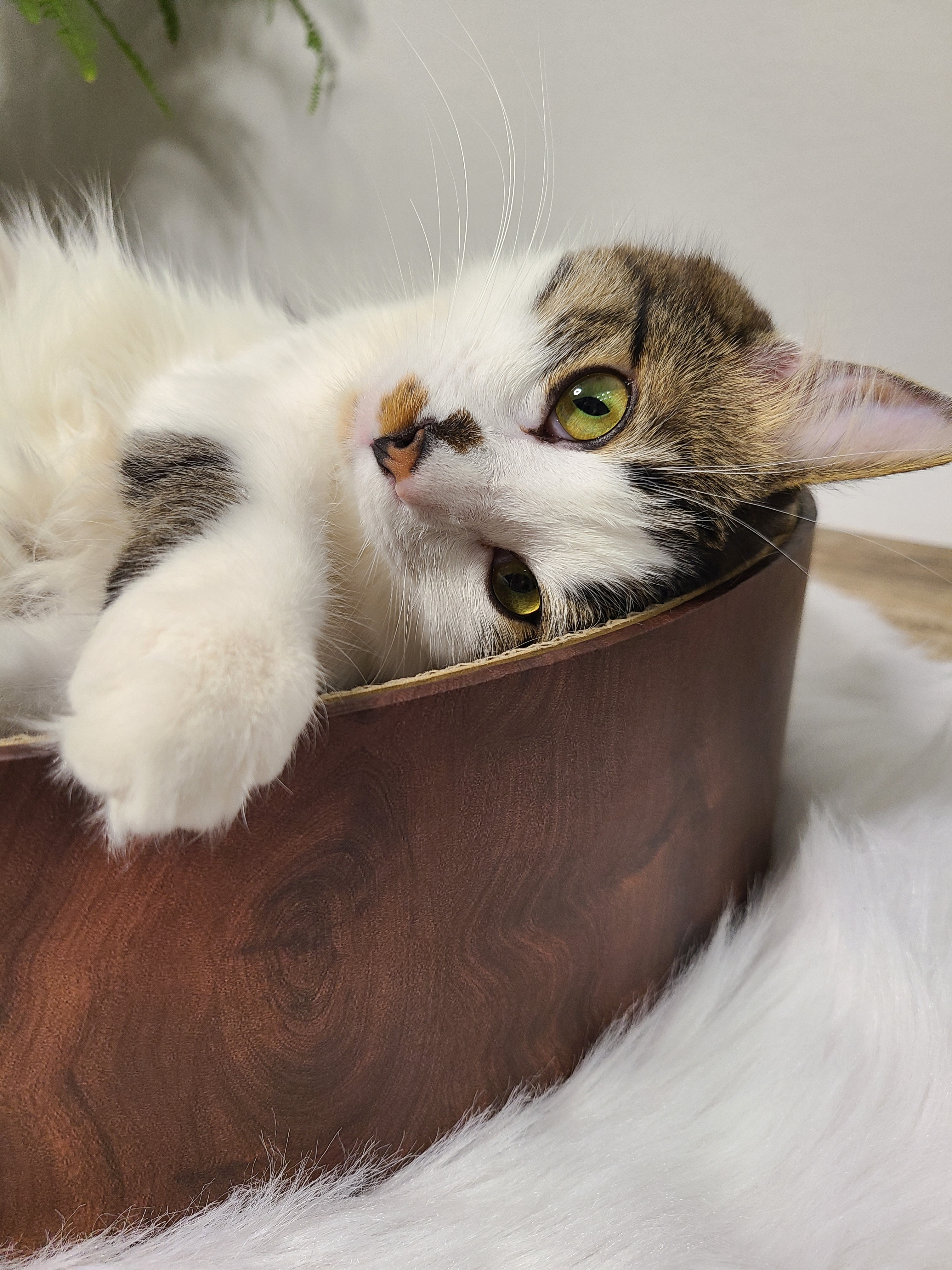 Cozy Cat Scratcher Bowl (Dark Cherry)11