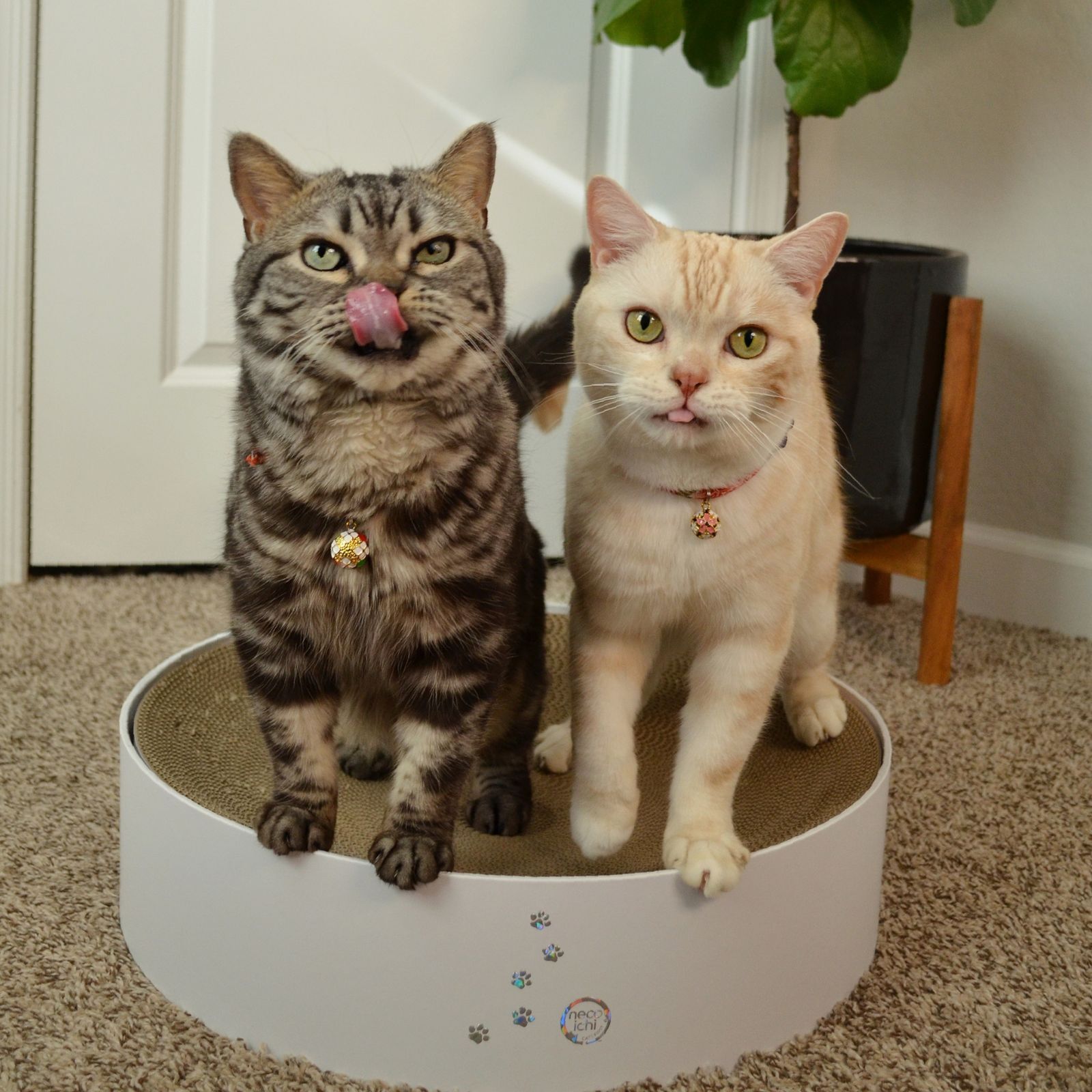 Cozy Cat Scratcher Bowl