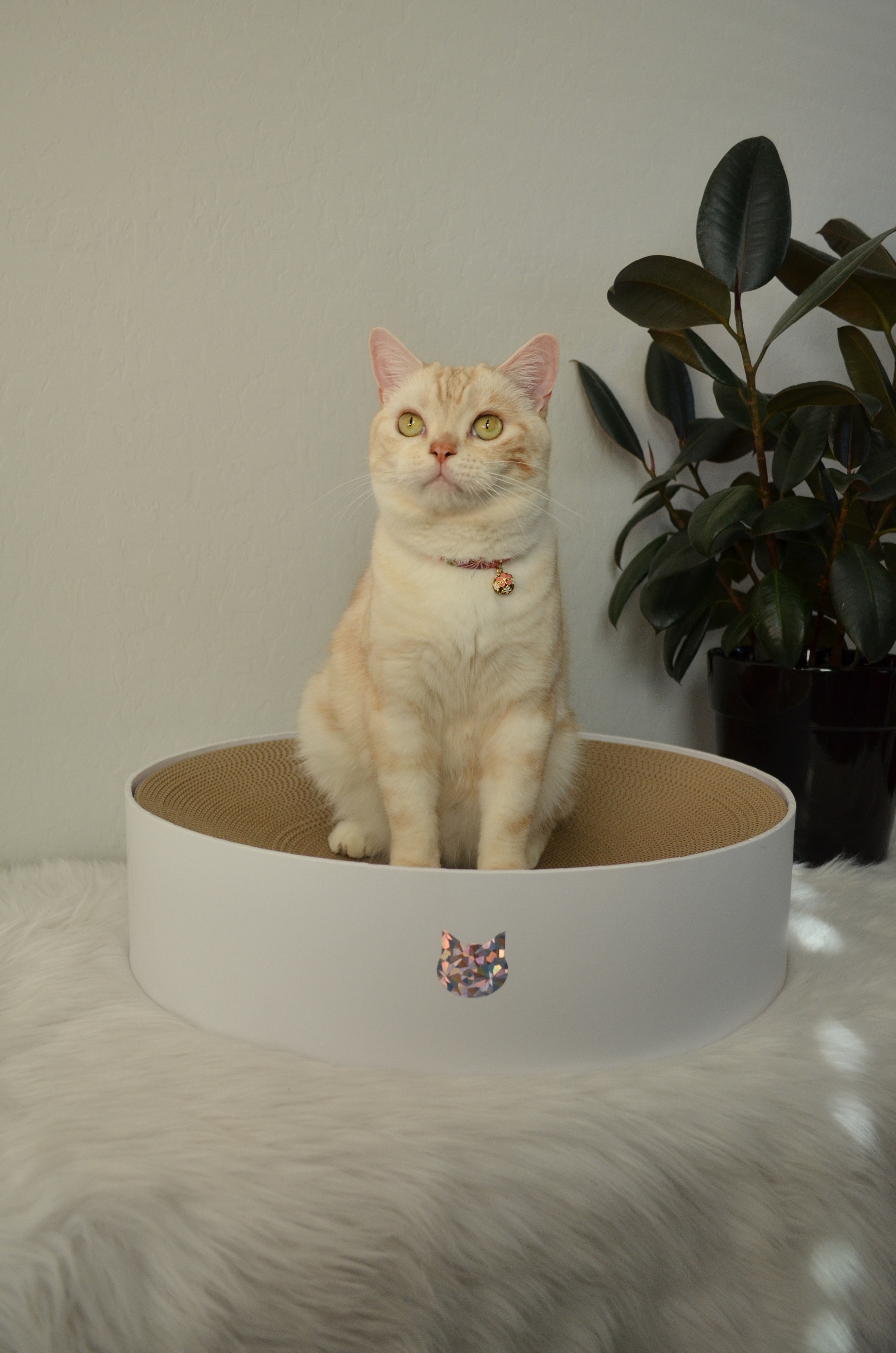 Cozy Cat Scratcher Bowl (Dark Cherry)6