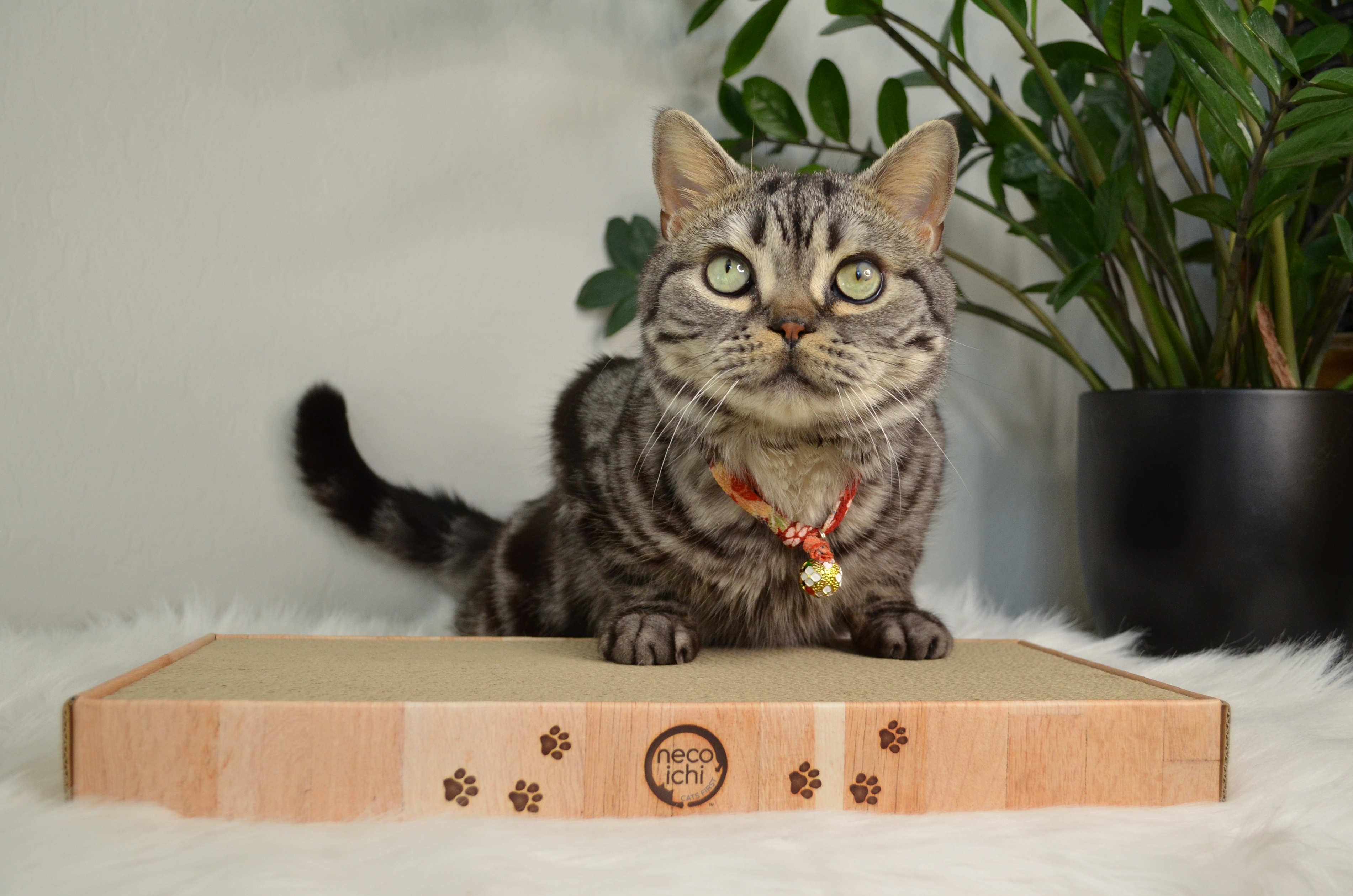 Cozy Cat Scratcher Bowl