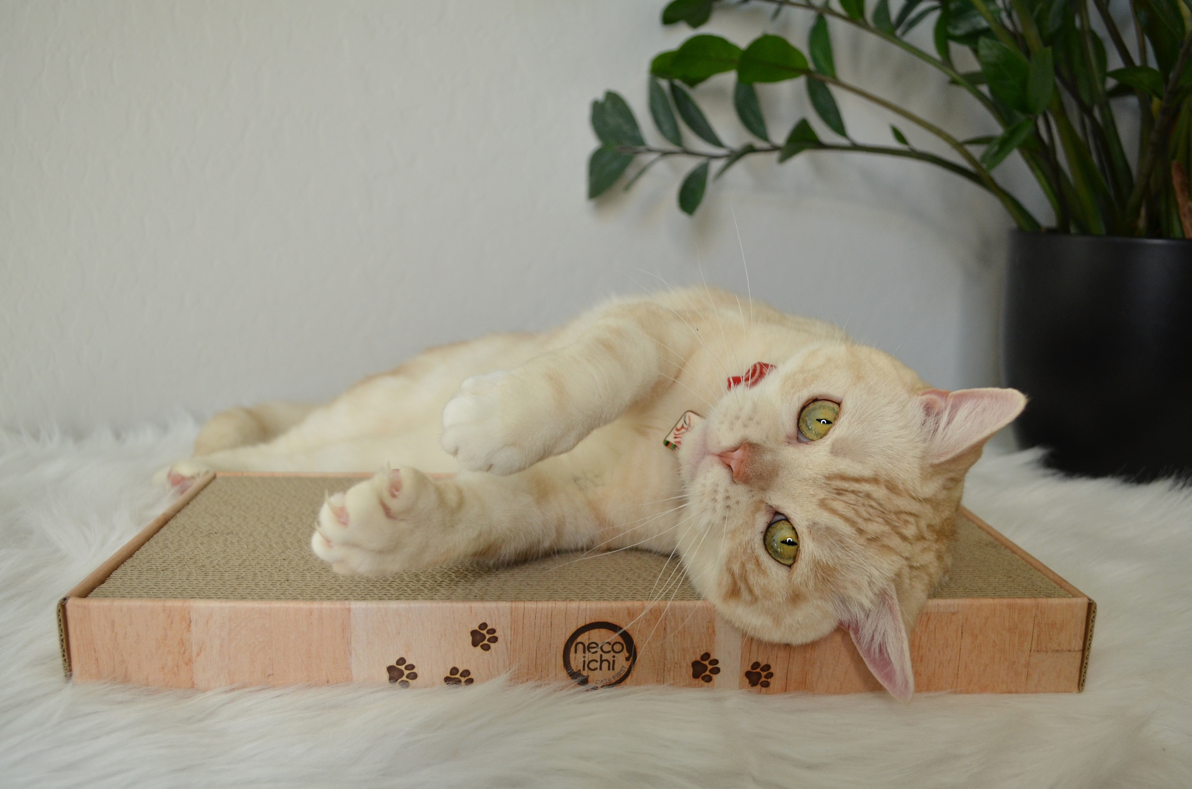 Cozy Cat Scratcher Bowl