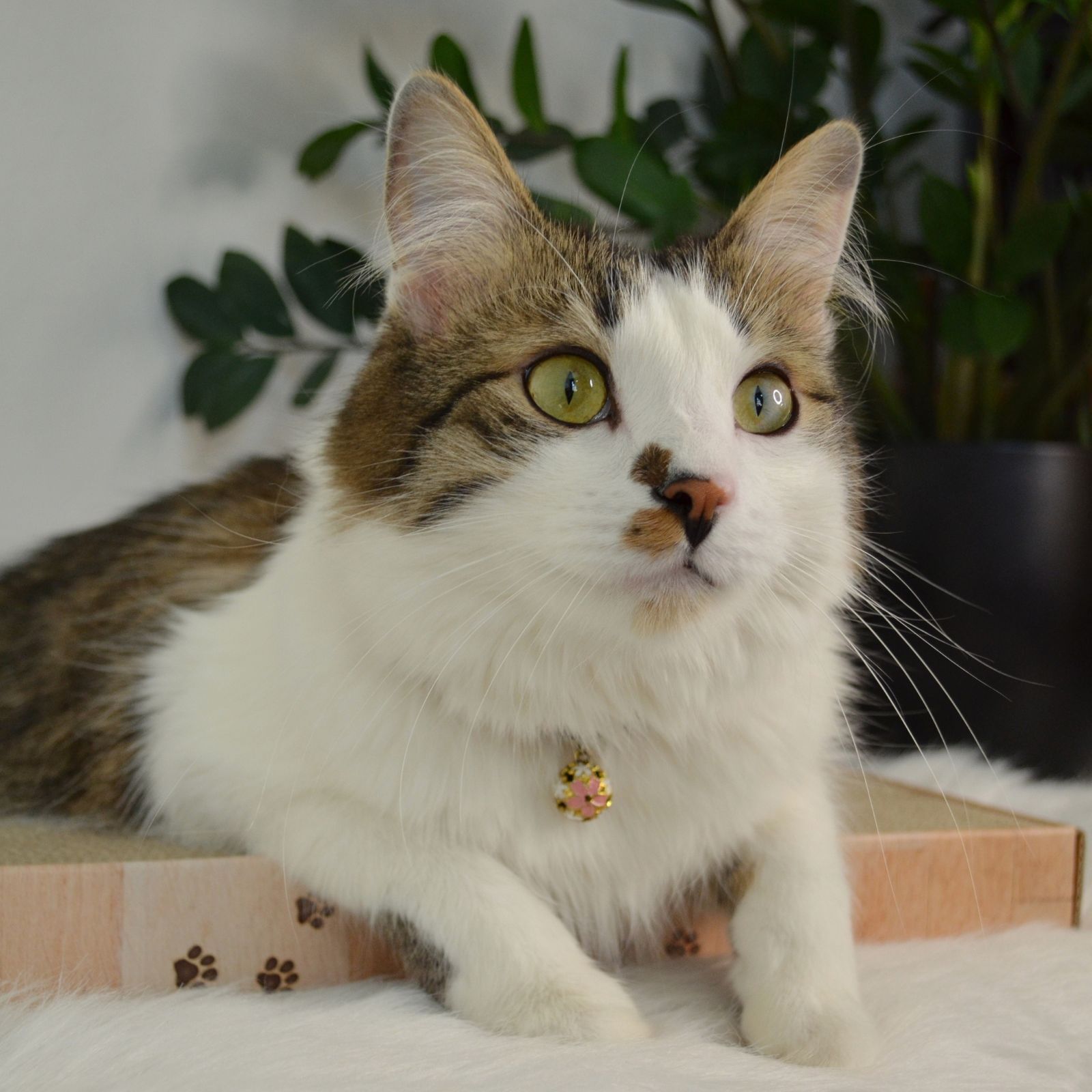 Cozy Cat Scratcher Bowl