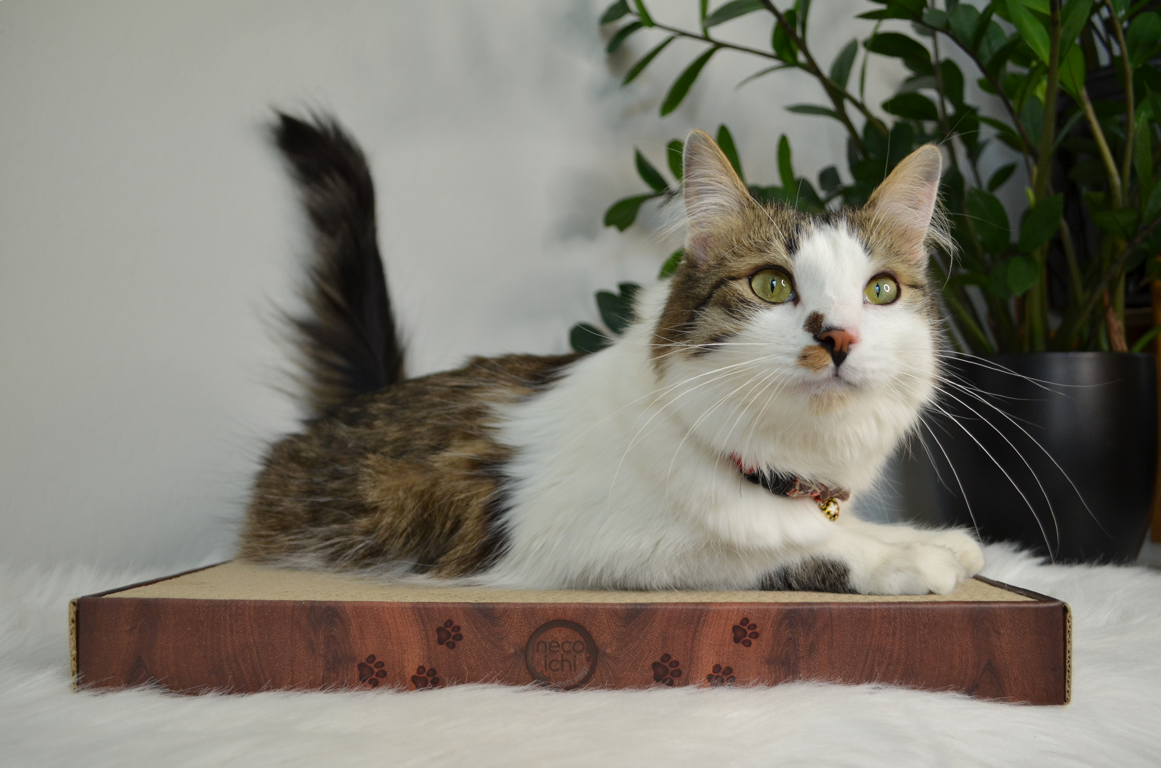 Cozy Cat Scratcher Bowl