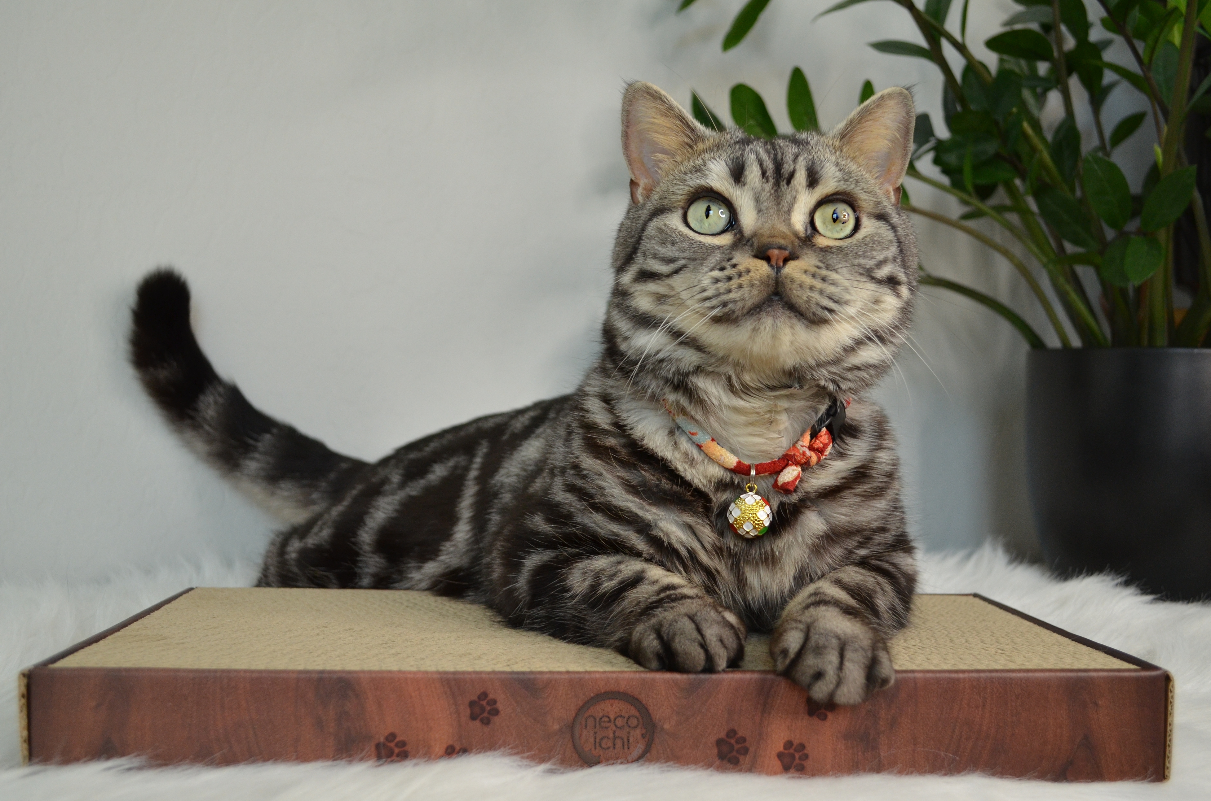 Cozy Cat Scratcher Bowl