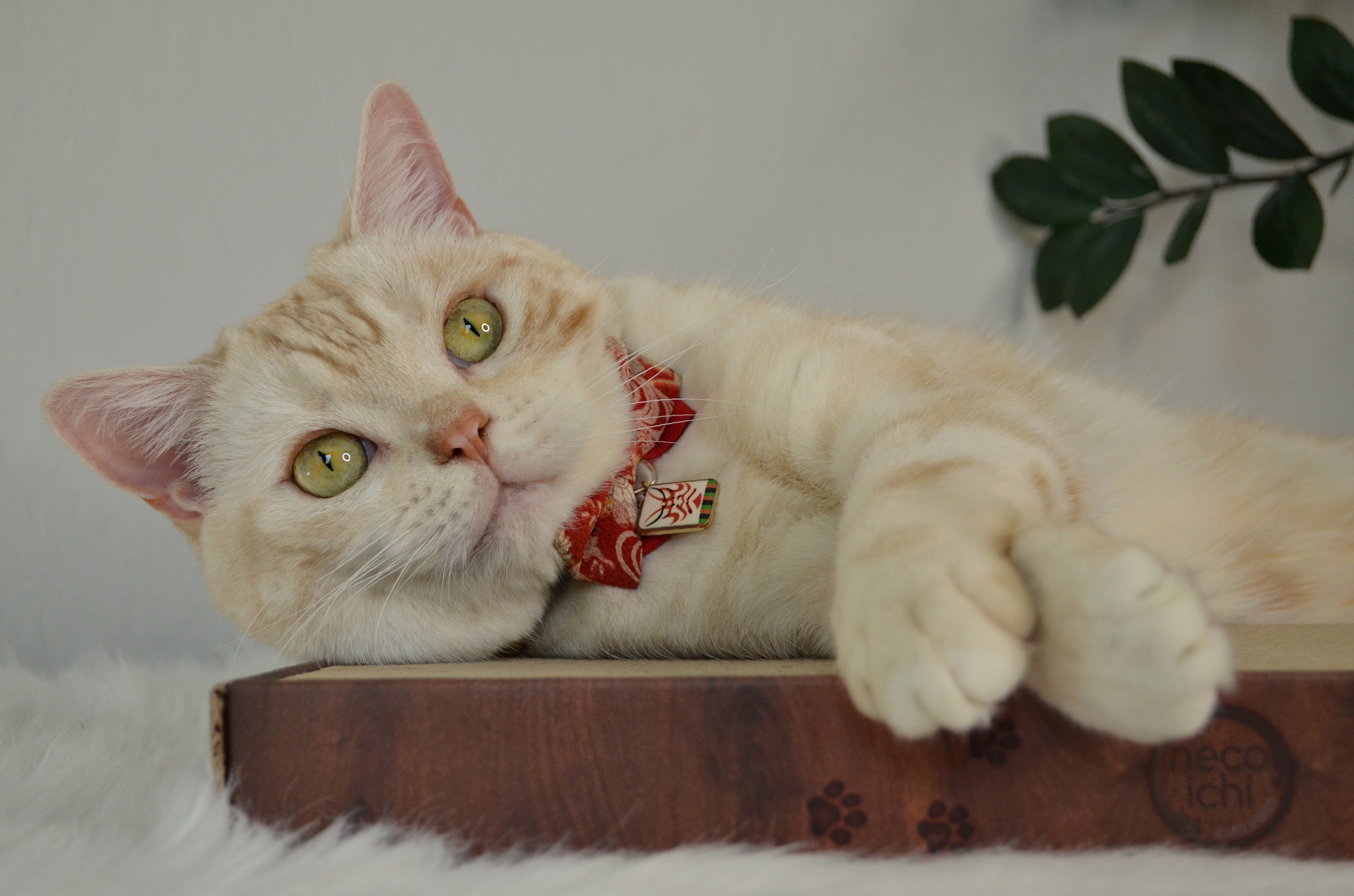 Cozy Cat Scratcher Bowl