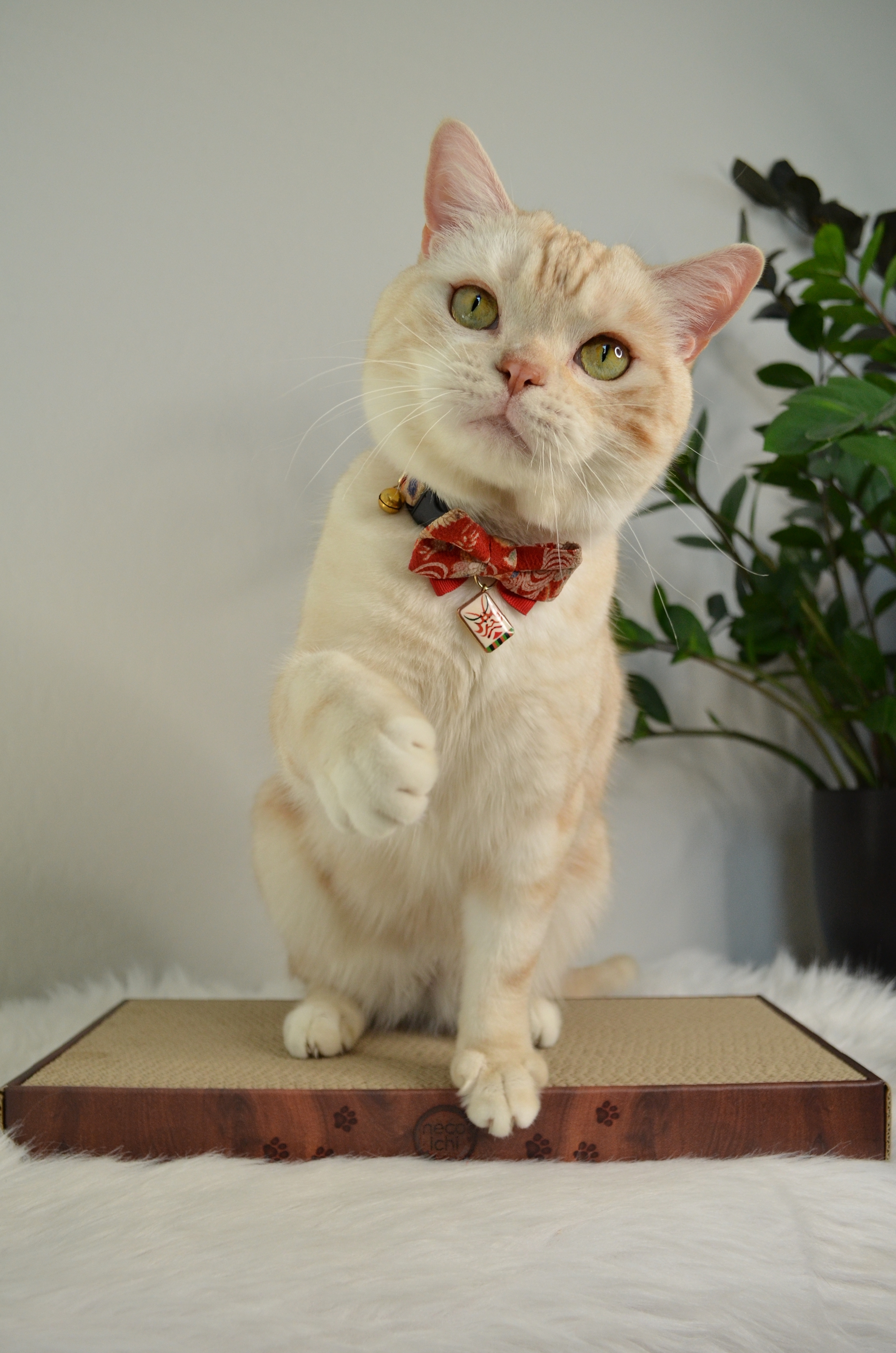 Cozy Cat Scratcher Bowl